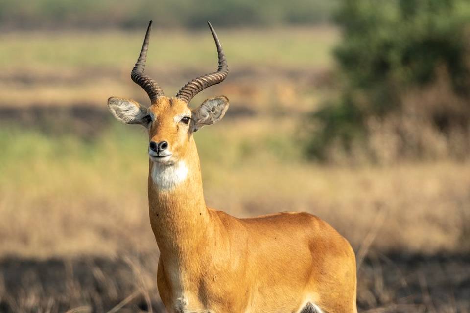 Safari en Afrique Antilope