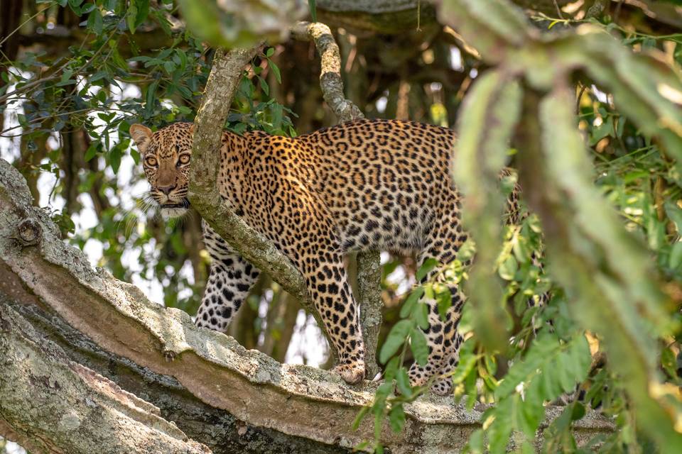 Voyage en Ouganda félin