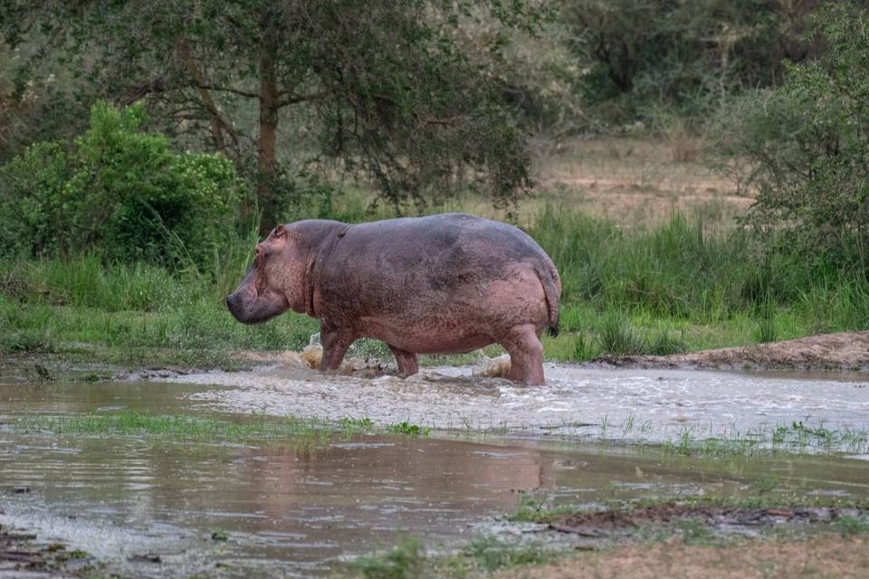 Lune de miel Hippopotame
