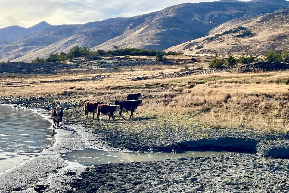 Glaciers Paysage Patagonie