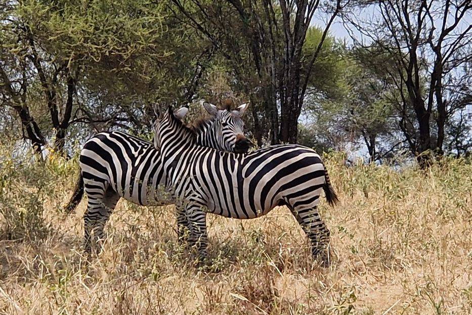 Zèbres safari en Tanzanie