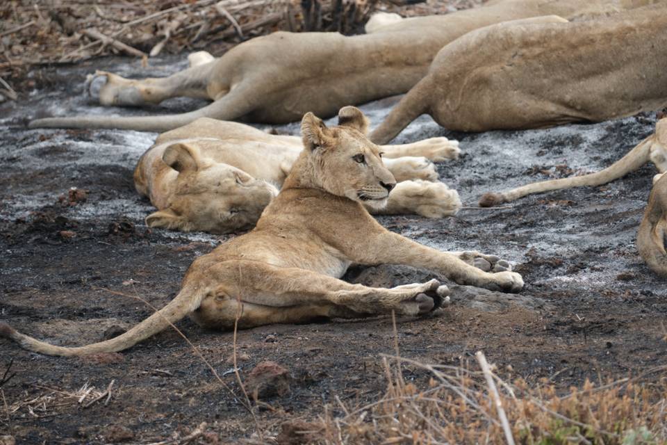 Lion safari en Tanzanie