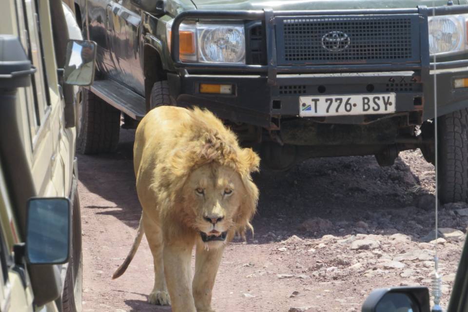 Lion safari Ngorongoro