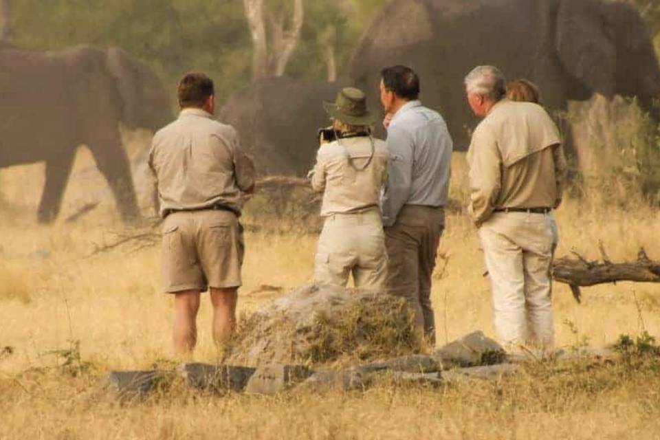 Safari à pied éléphants