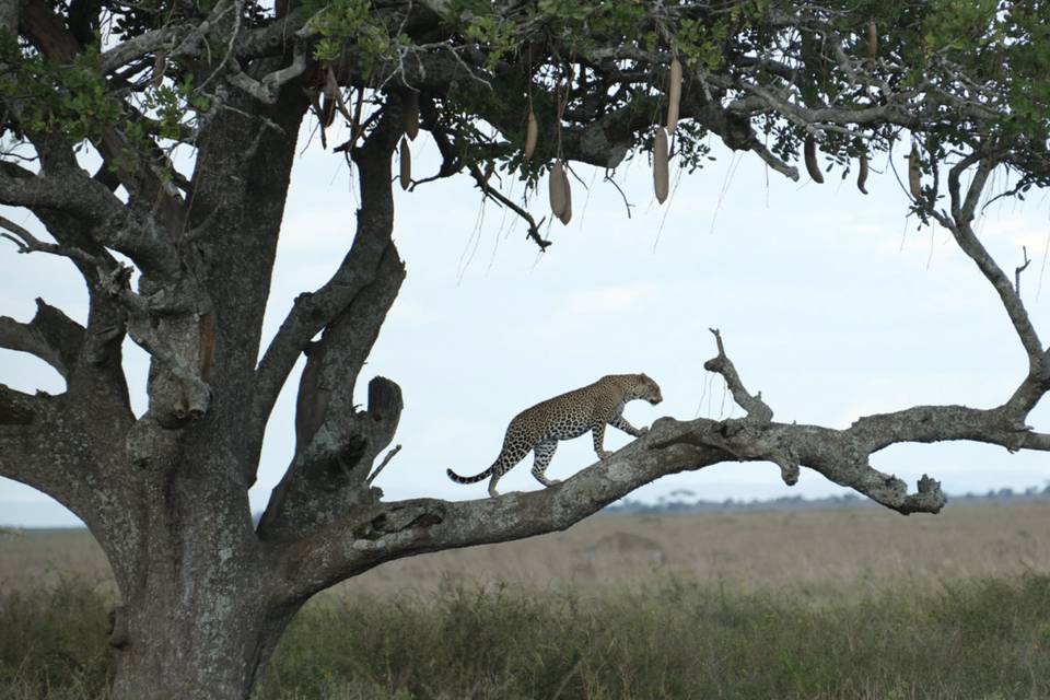 Léopard voyage en Afrique