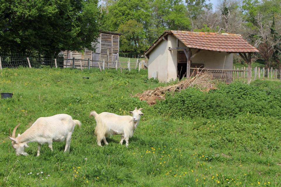 Poulettes