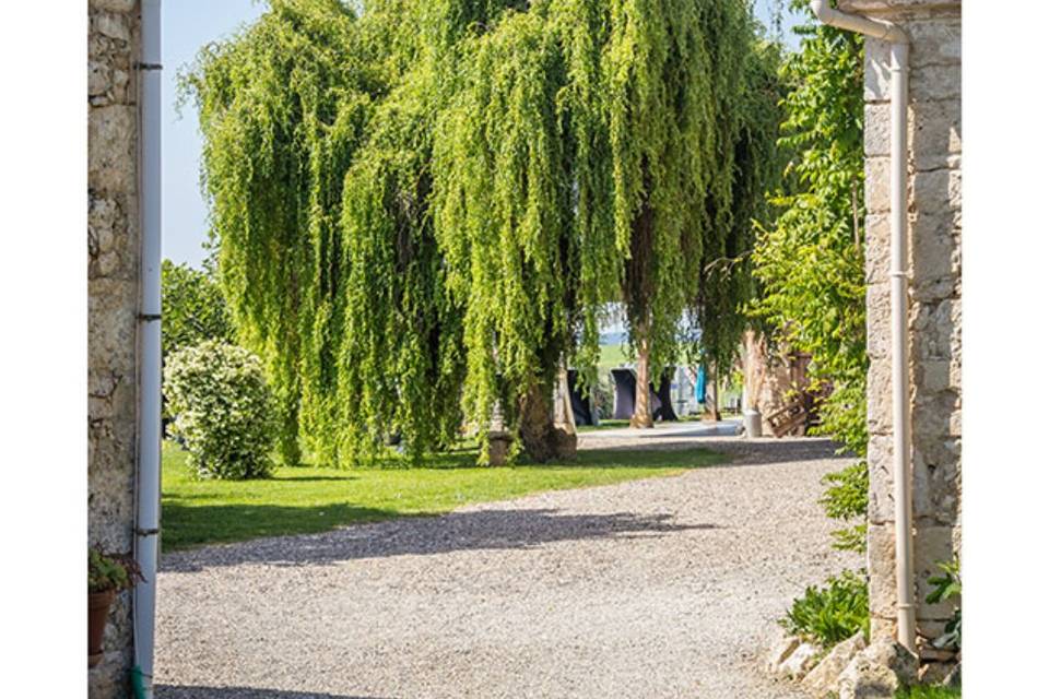 Notre beau saule pleureur