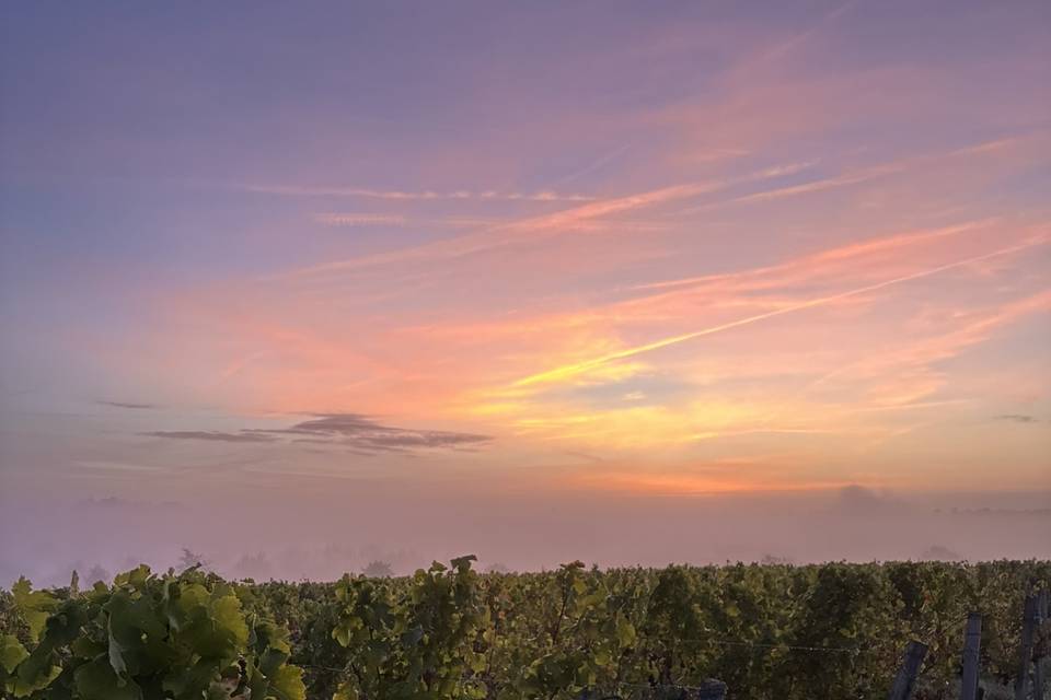 Vue dans les vignes