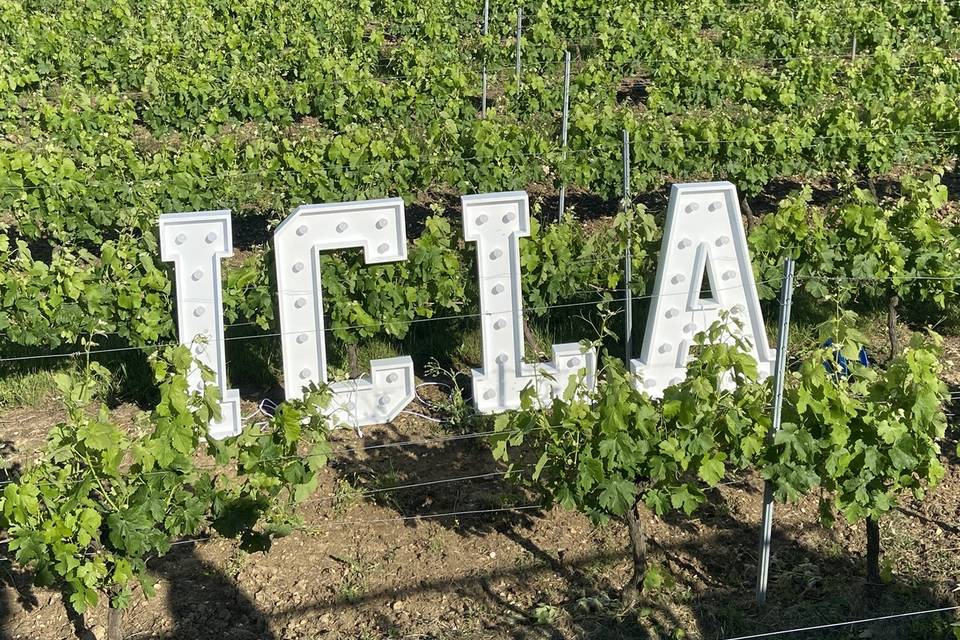 Lettre dans les vignes