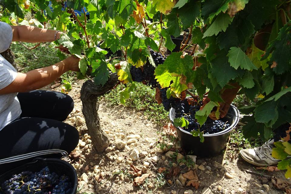 Vendanges manuelles