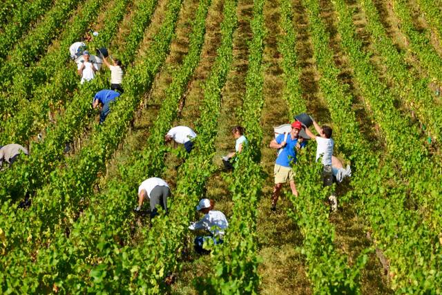 VENDANGES 2018