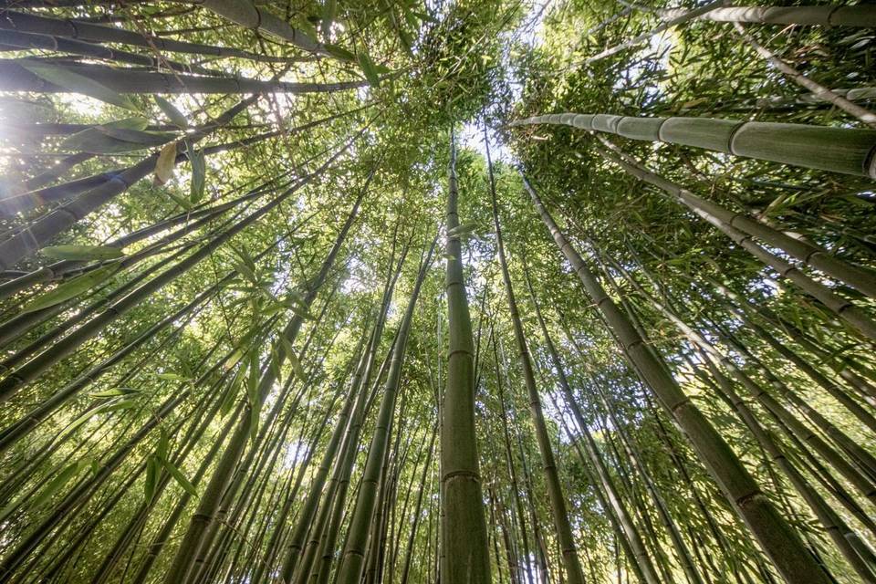 La bambouseraie géante