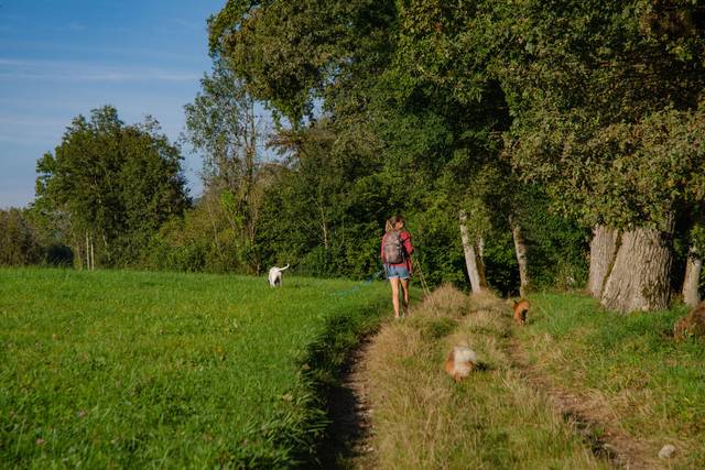 Extrait de promenade