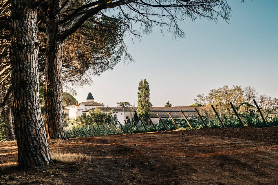 Nos vignes