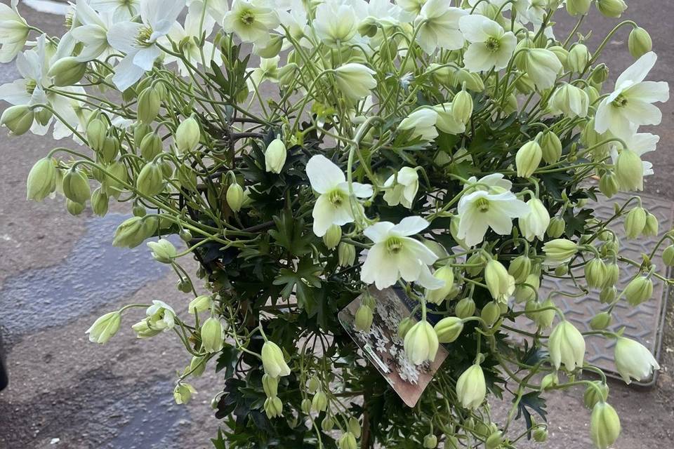 Jiris Fleuriste