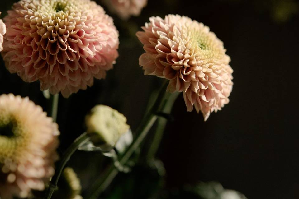 Fleurs
