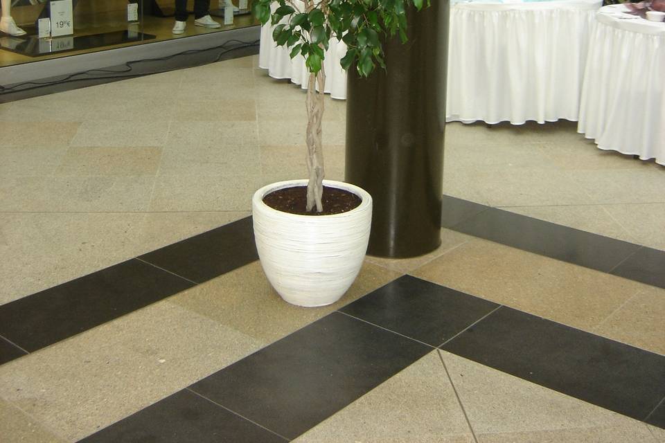 Ficus boule