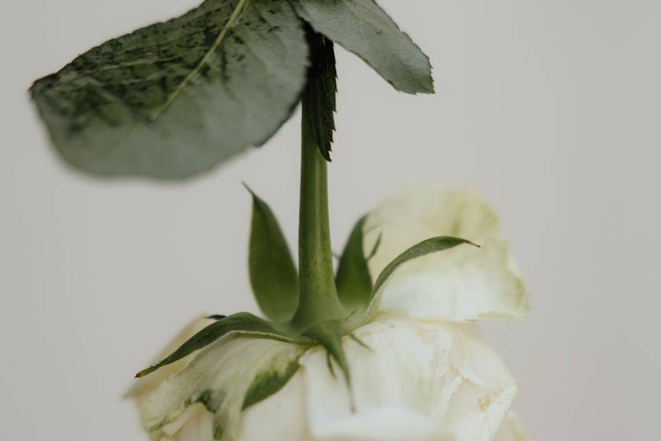 Detailshot