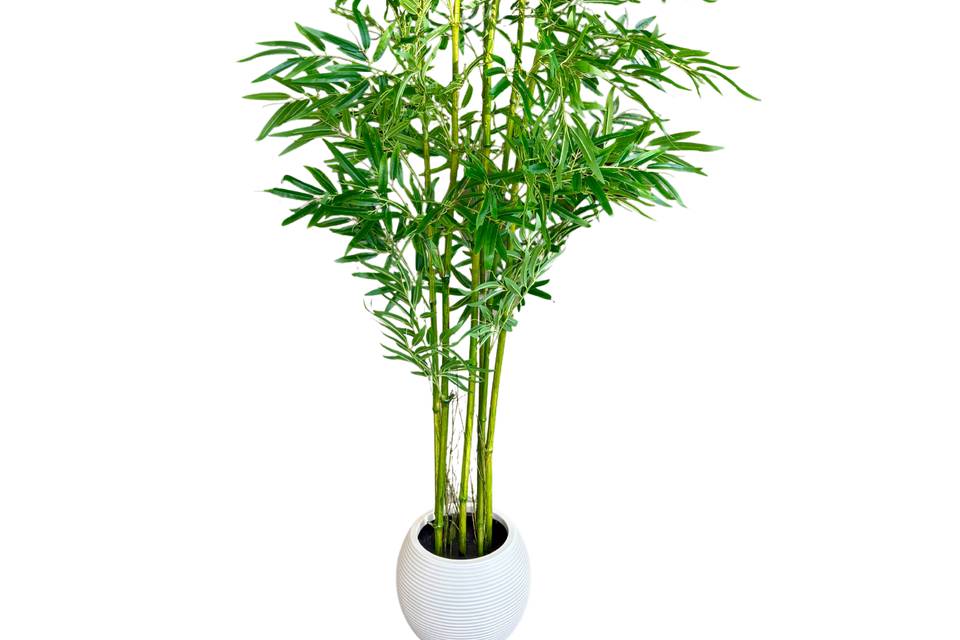 Location plantes Géantes