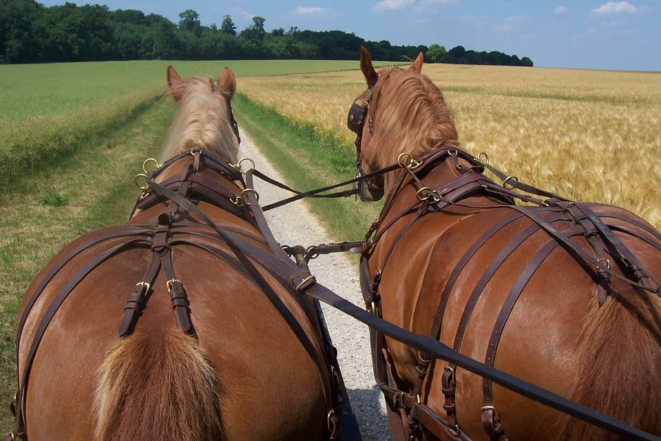 Et chevaux des champs!