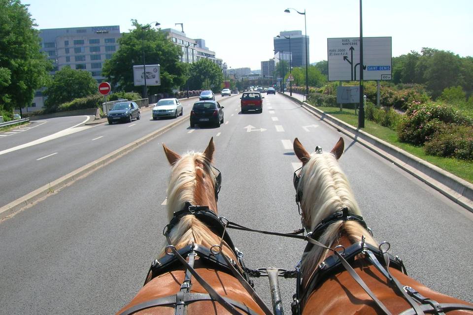 Chevaux des villes!