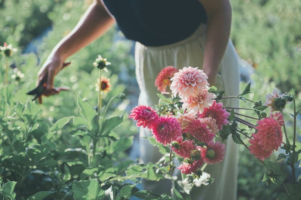 Terriennes