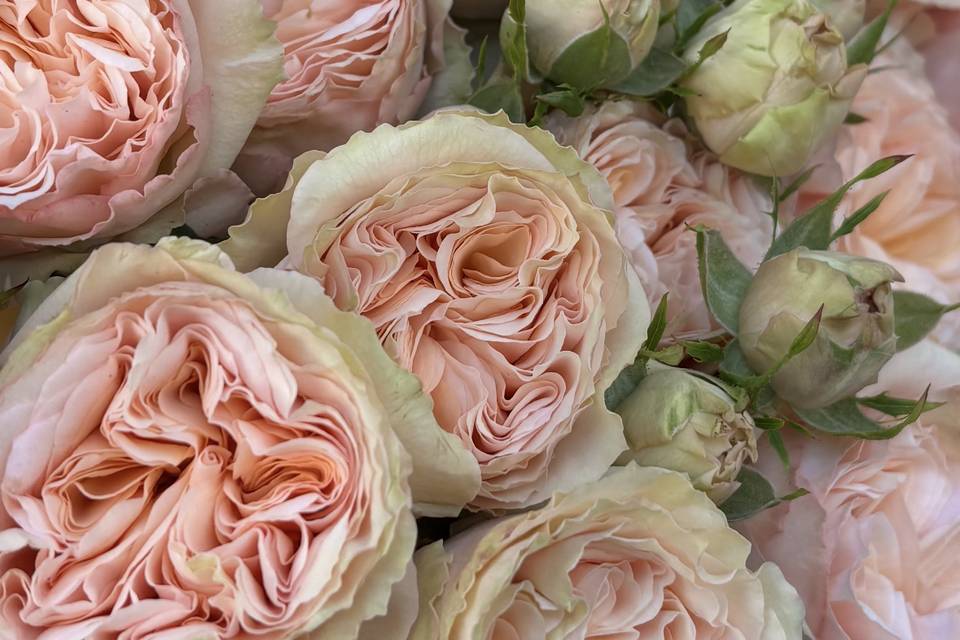 Mld Fleurs