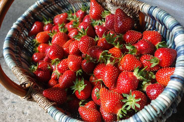 A base de fruits frais