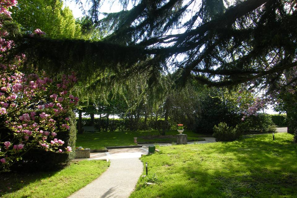 Magnolia dans le parc