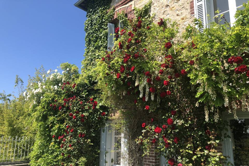 Glycines de printemps