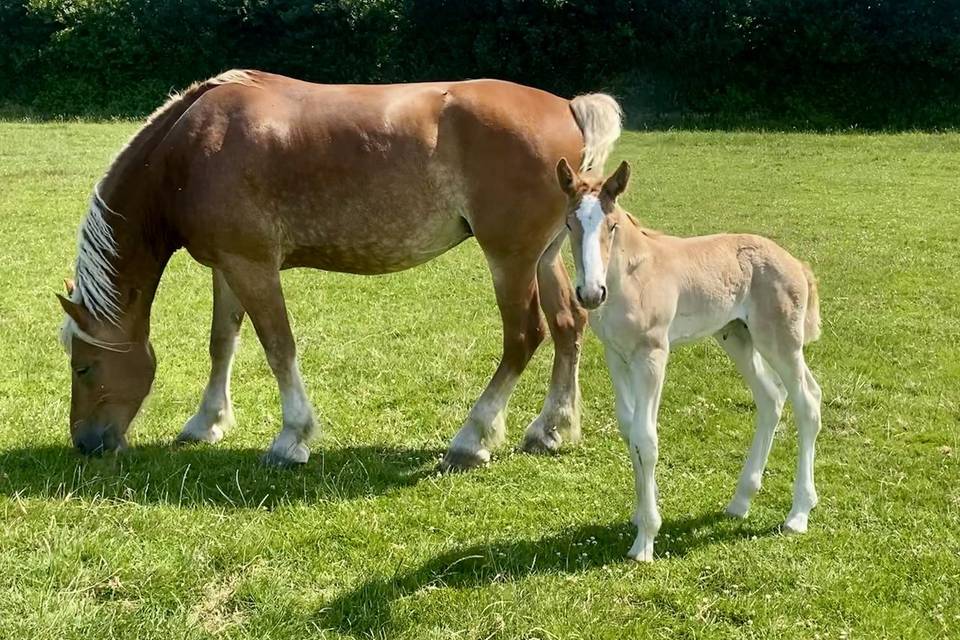 Les chevaux flamand