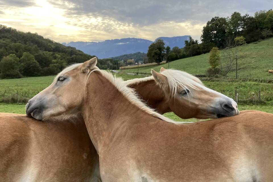 La vie au pré