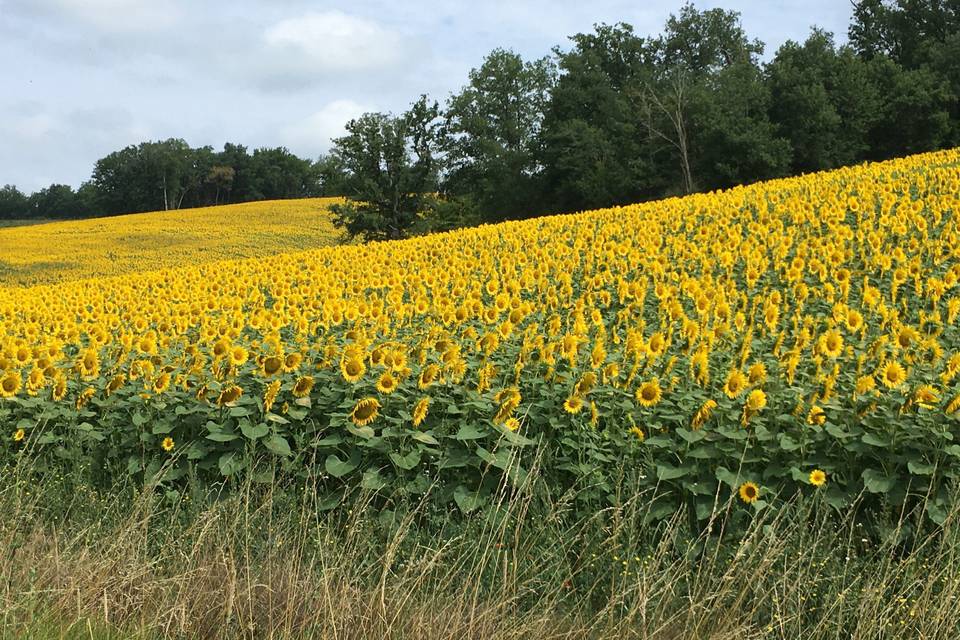 Tournesol à coté des gîtes