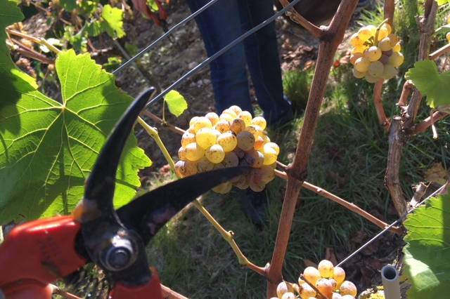 Vendanges manuelles