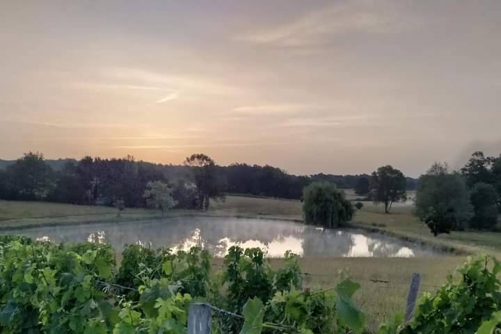 Vignes de la propriété