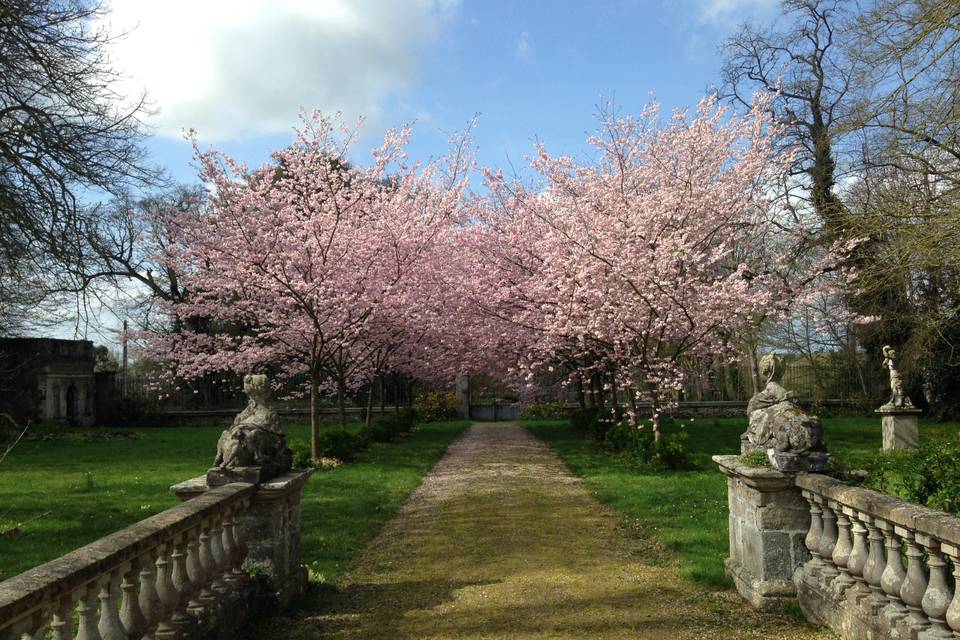 Allée de cerisiers en fleur