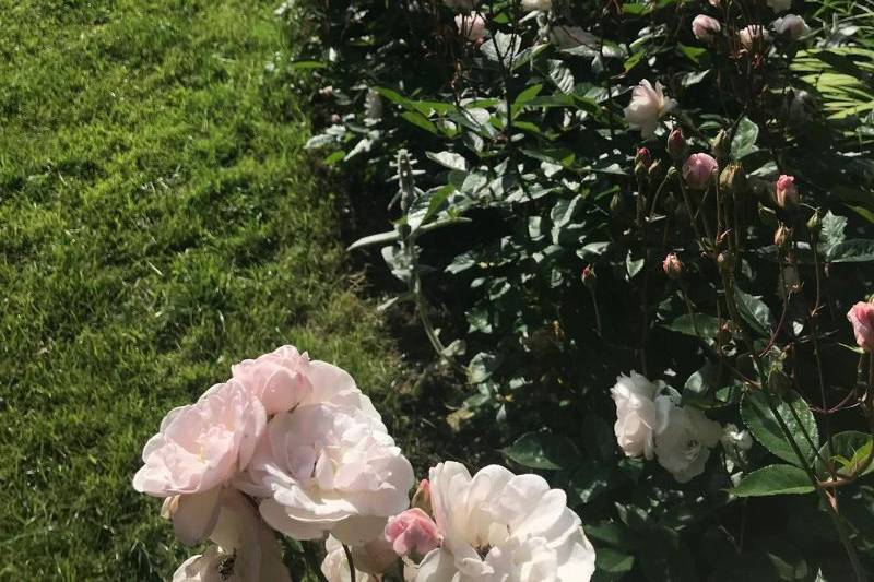 Roses Marie Pavié