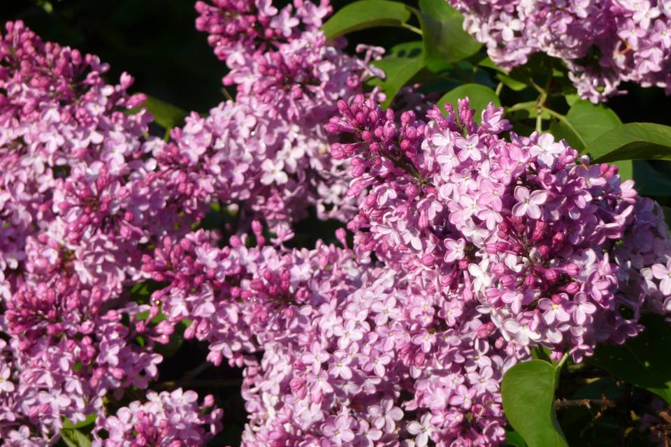 Lilas