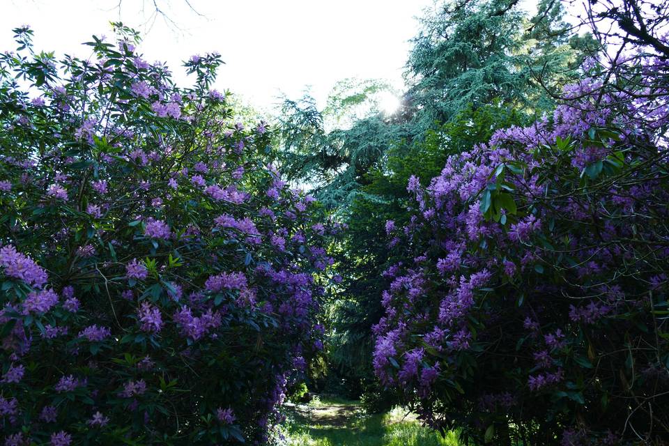Allée de Rhododendrons