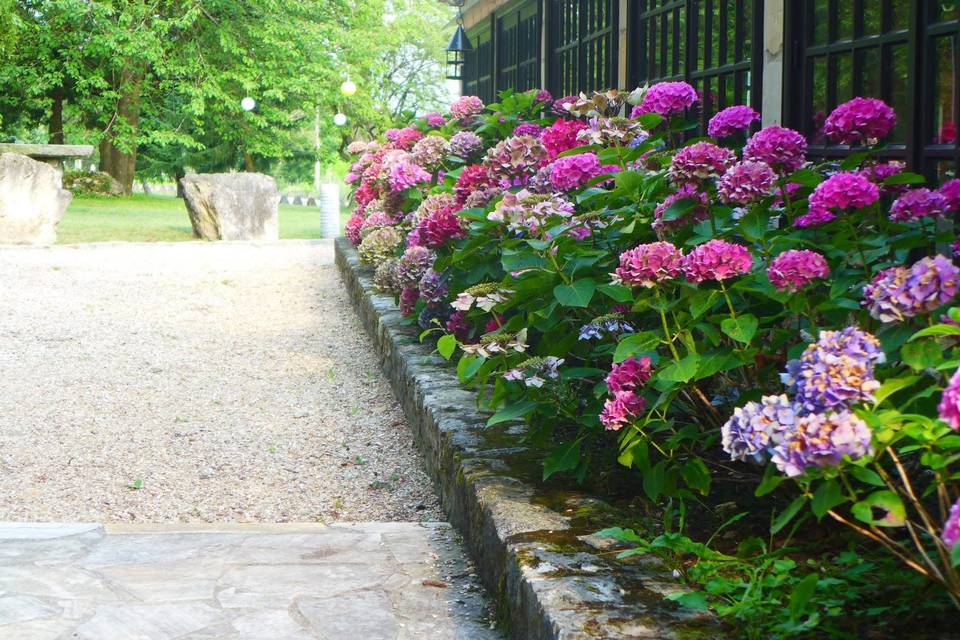 Les hortensias