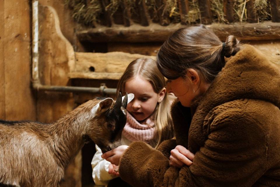 Animaux