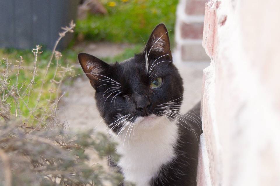 Animaux