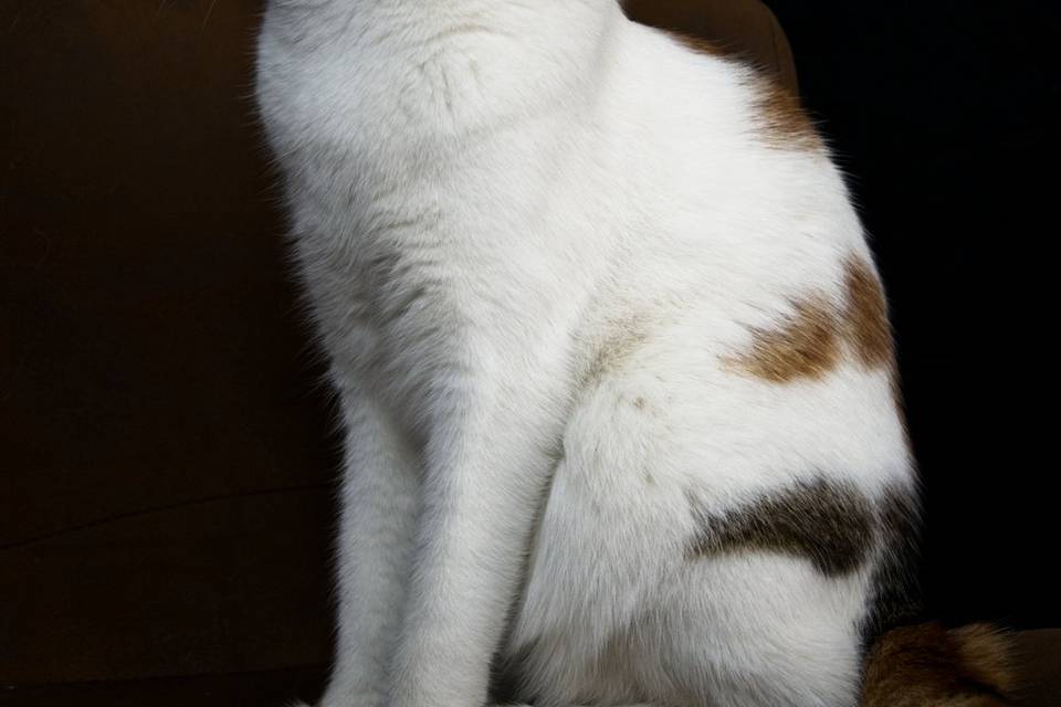 Animaux