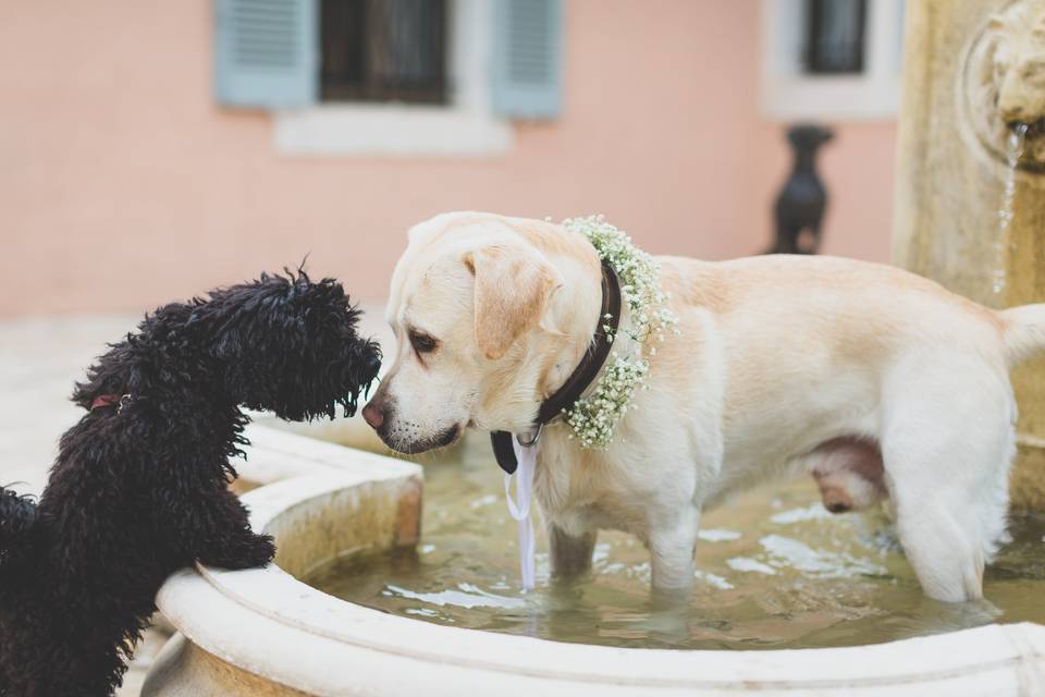 Les chiens participent