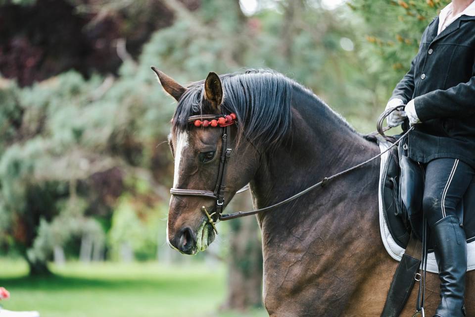 Dîner au milieu des Chevaux