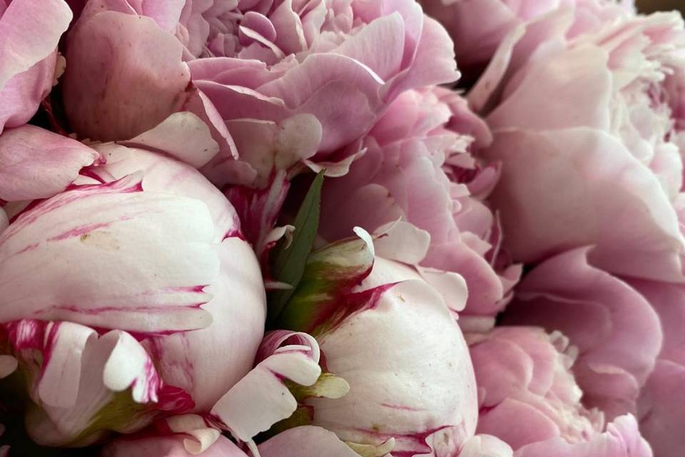 Pivoines françaises