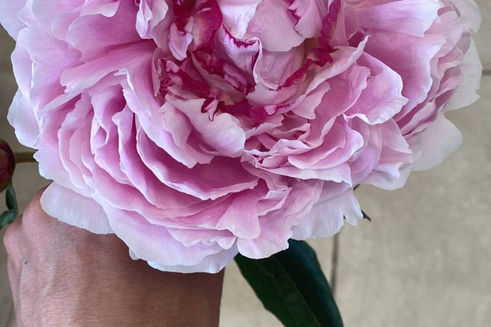 Pivoine française