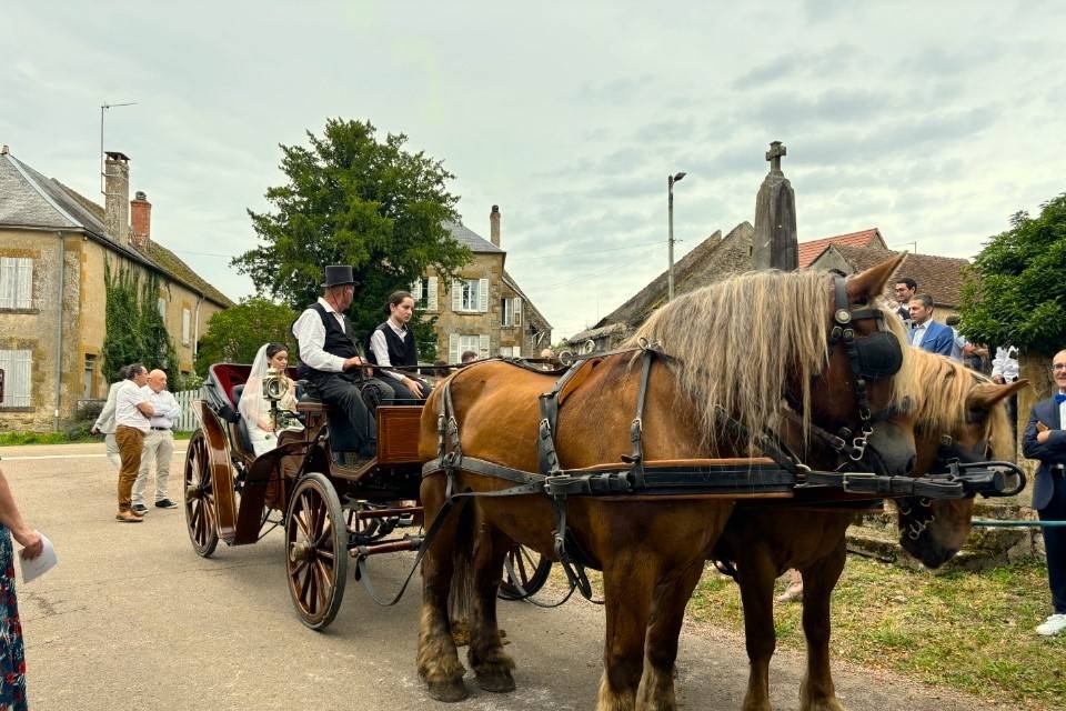 Nos chevaux attelés