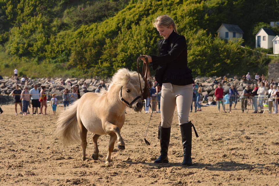 Marine Forestier Spectacle équestre