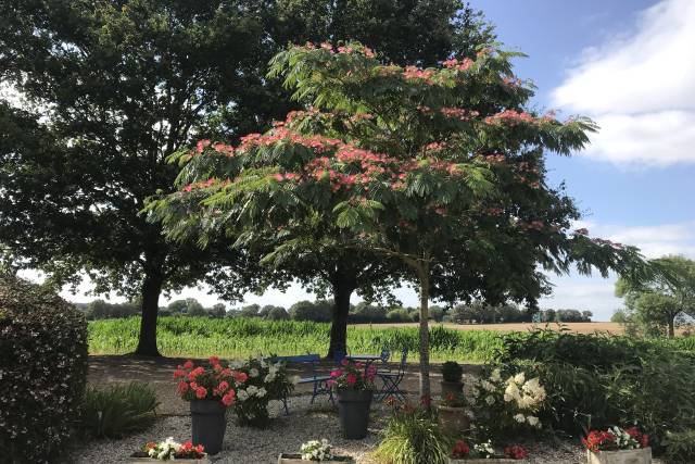 Albizia